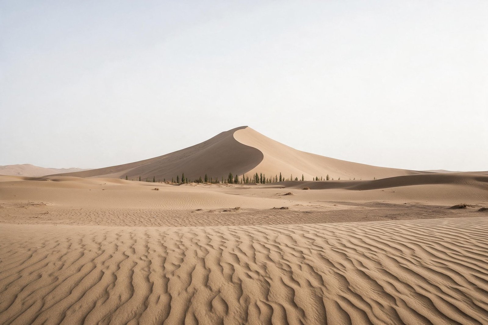 A crescent sand dune in the Gobi desert with a thin line of poplar trees at its base